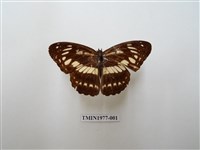 藏品(殘眉線蛺蝶)的圖片